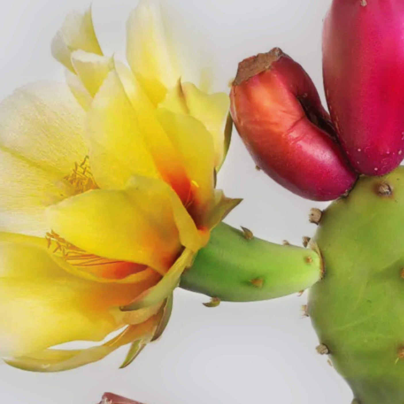 Organic prickly pear and argan oil