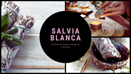 La Salvia Blanca: Un Ritual de Limpieza Energética y Bienestar