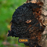 Cupplement - Champiñones Chaga en polvo orgánicos - 60 gramos - Cuchara gratis