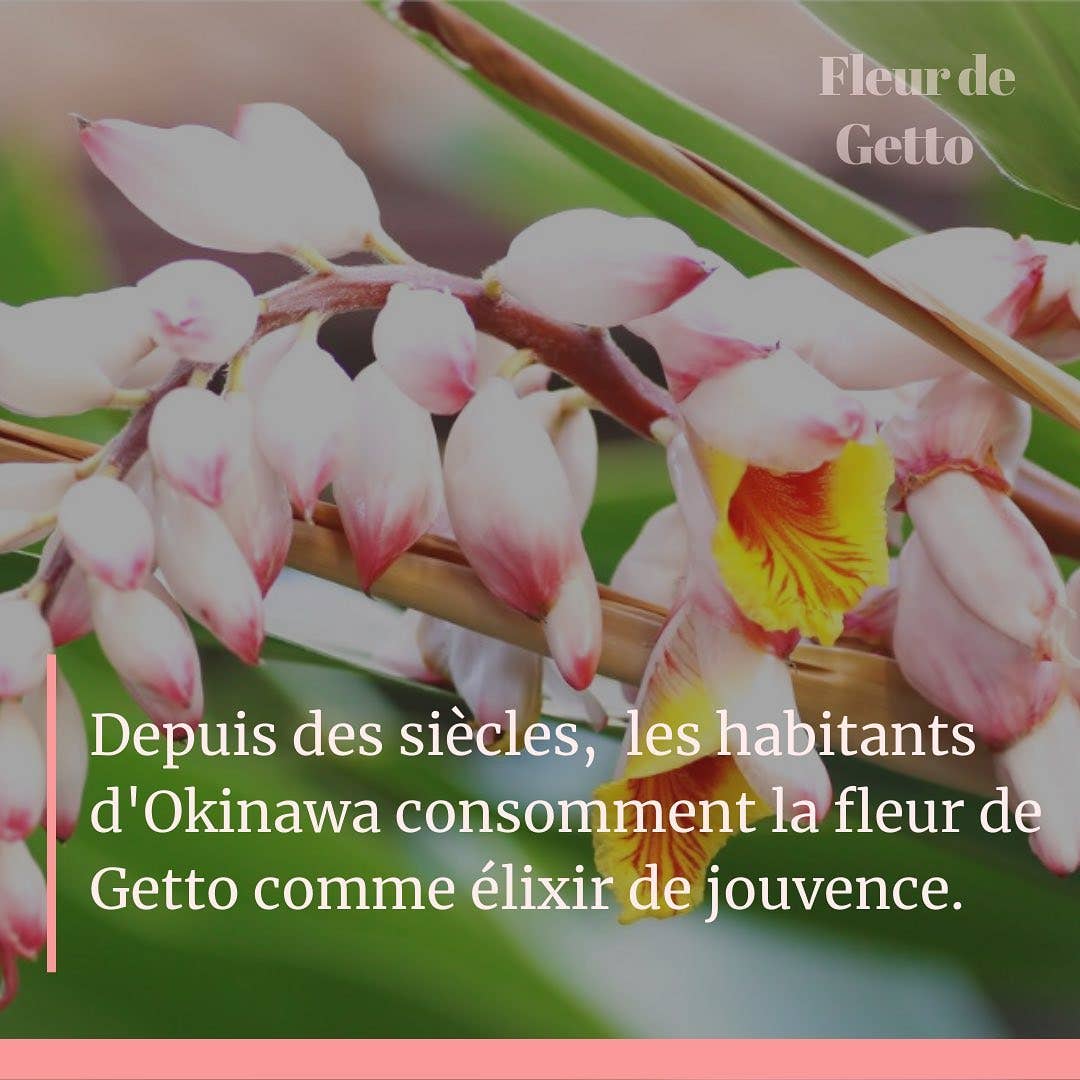 Concentrado facial para jóvenes de Getto-Ashitaba: el secreto de Okinawa 50 ml