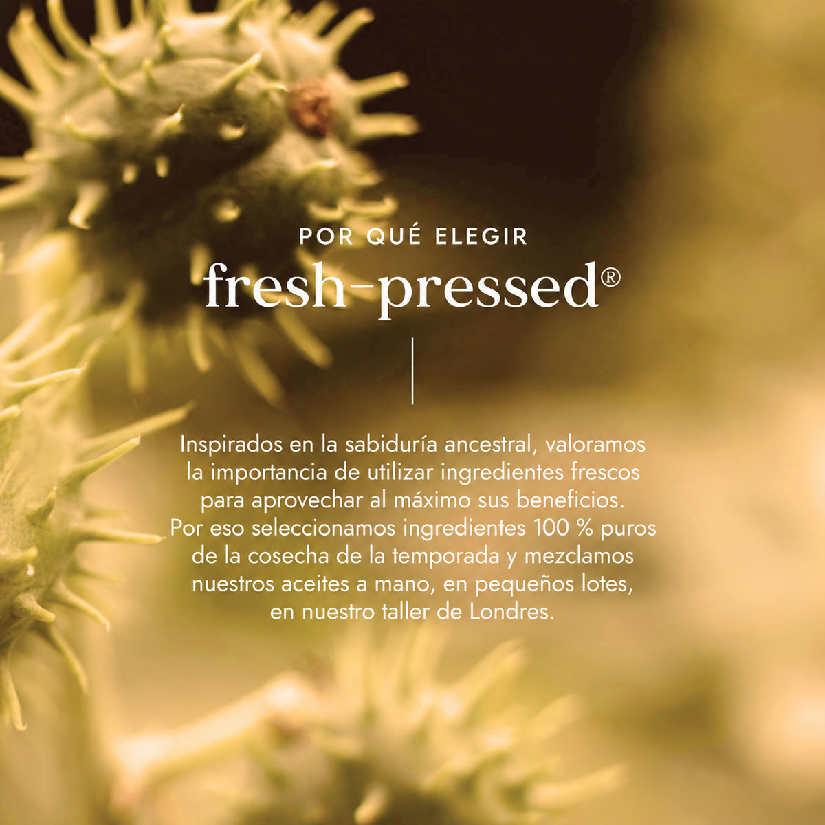 Fushi Fresh-Pressed: ingredientes frescos y elaboración en pequeños lotes